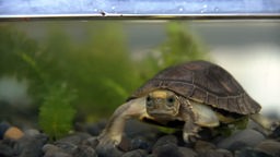 Eine Schildkröte unter Wasser.