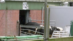 Zwei Kühe stehen in der Schleuse vor dem Schlachthof. 
