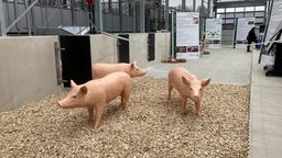 künstliche Schweine, Modelle stehen auf Streu in einem modernen Stall 
