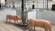 künstliche Schweine, Modelle stehen auf Streu in einem modernen Stall an einer Tränke
