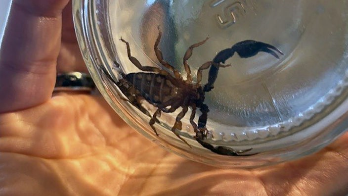 Ein Skorpion in einem Einmachglas.