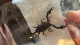 Ein Skorpion in einem Einmachglas.