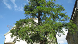 Baum auf dem Soester Marktplatz