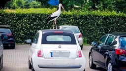 Ein Storch steht auf einem Auto. 