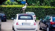 Ein Storch steht auf einem Auto. 
