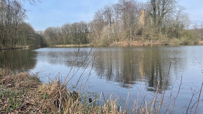 Waldsee, umringt von Bäumen