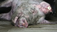 Heimliche Filmaufnahmen von Tierschützern zeigen totes Schwein in einem Stall
