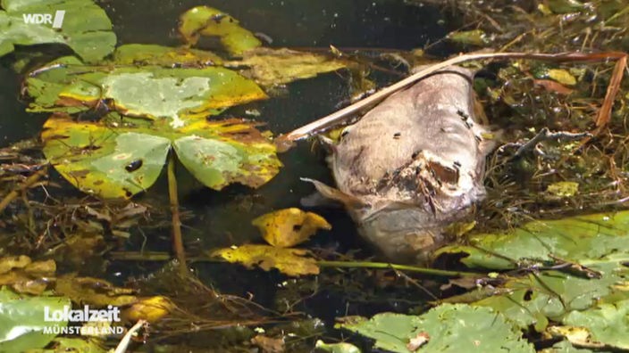 Ein toter Fisch treibt auf der Oberfläche eines Gewässers