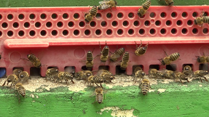 Ein Bienenstock in ihrem Bienenhotel.