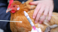 Huhn wird auf Vogelgrippe getestet