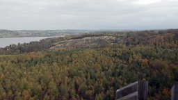 Die Kalamitätsfläche am Möhnesee:Ein Wald neben einem See.