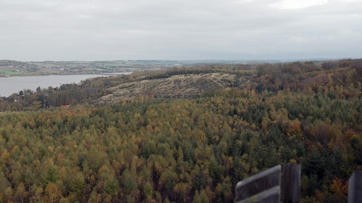 Die Kalamitätsfläche am Möhnesee:Ein Wald neben einem See.