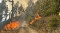 Flammen in einer brennenden Waldfläche