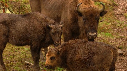 Wisent Familie