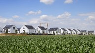 Weiße Häuser und Baukräne stehen hinter einem Maisfeld