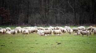 Eine Schafherde auf einer Wiese vor einem Wald. 