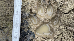 Die Spur einer Wolfspfote ist in die nasse Erde eingedrückt. Daneben liegt ein Zollstock, der die Pfote auf eine Größe von um die 10 cm bemisst.