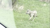 Ein Wolf läuft über eine Wiese