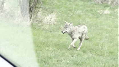 Ein Wolf läuft über eine Wiese