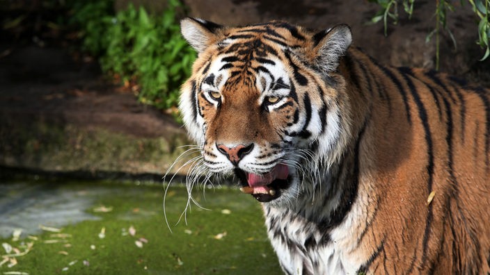 Ein Tiger reißt vor dem Wasserbecken in seinem Gehege das Maul auf