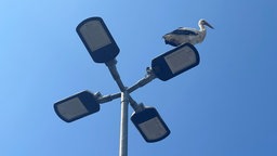 Storch sitzt auf einer Laterne 