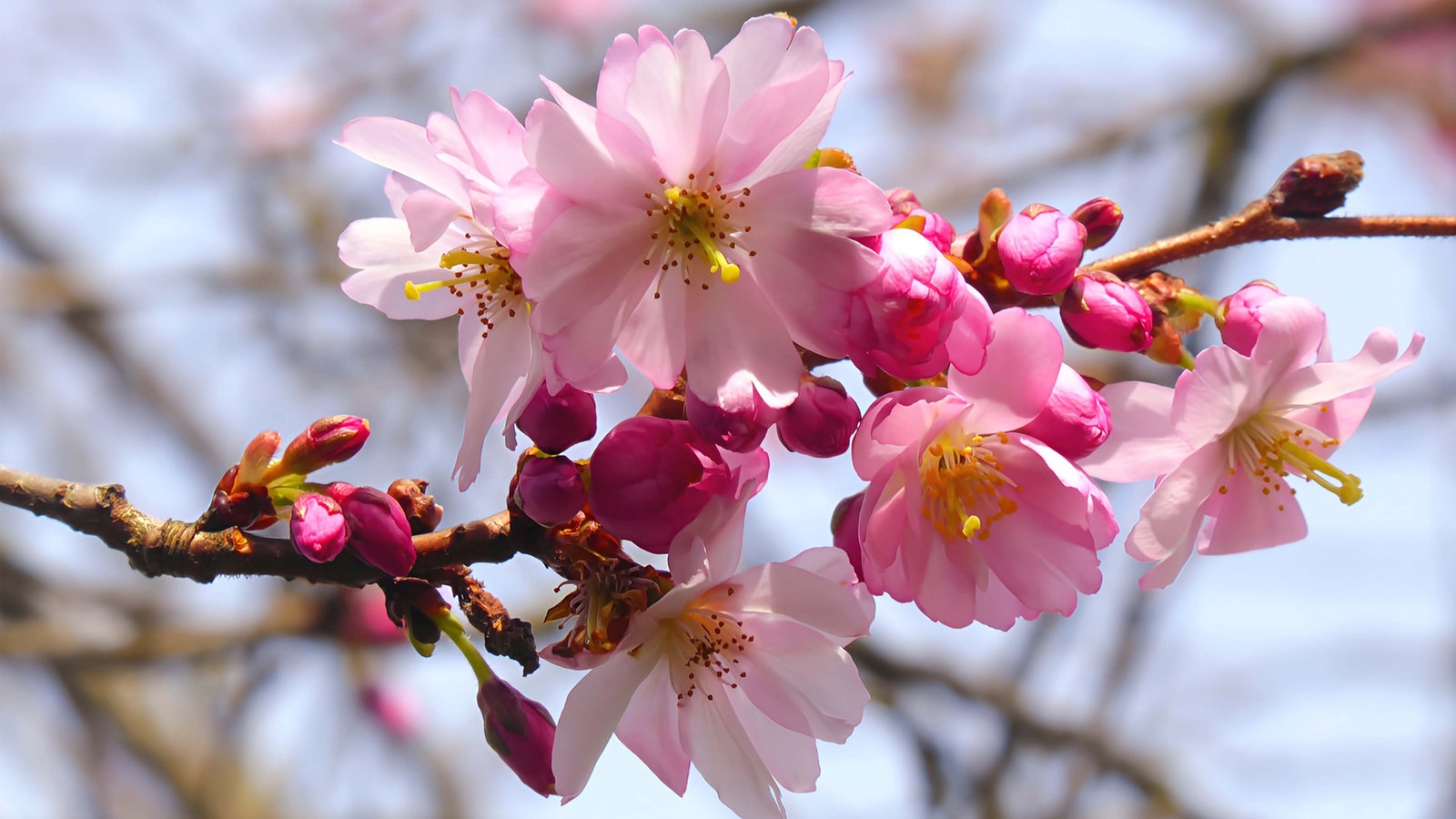 Bonn, Essen, Düsseldorf: Wo blüht 2024 die Kirschblüte? - Unterwegs ...