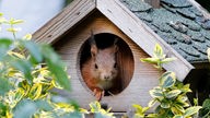 Ein Eichhörnchen sitzt in einem Vogelfutterhäusschen und schaut heraus