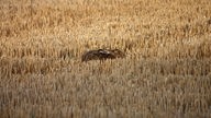 Ein Hase sitzt im Getreidefeld. 