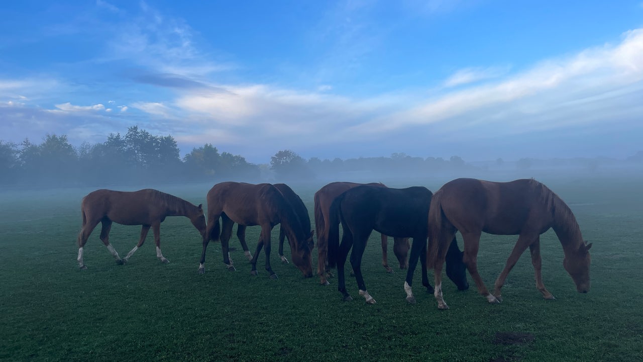 Eine in Nebel gehüllte Pferdewiese