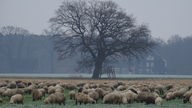 Eine Schafherde vor einem Baum