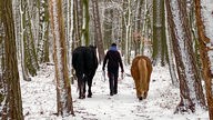 Eine Person geht mit zwei Pferden im Schnee spazieren