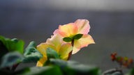 Eine gelb-rosane Blüte