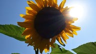 Eine Sonnenblume im Gegenlicht vor strahlend blauem Himmel.