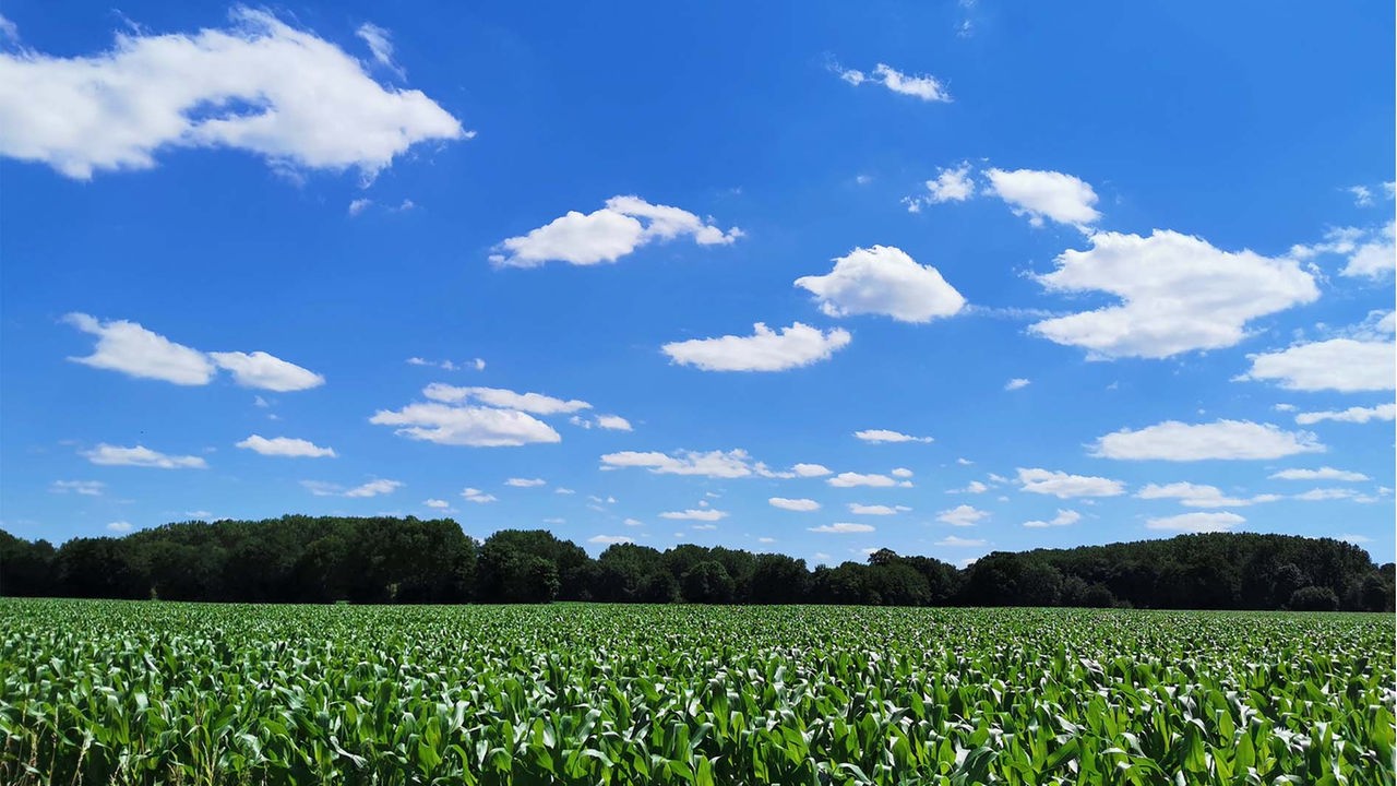 Ein Maisfeld mit noch kleinen Pflanzen unter blauem Himmel mit kleinen Wolken.