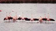 Viele Flamingos breiten ihre Flügel aus.
