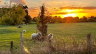 Eine Schafherde auf der Weide beim Sonnenuntergang.