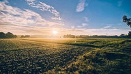 Ein Sonnenaufgang über einem Feld.