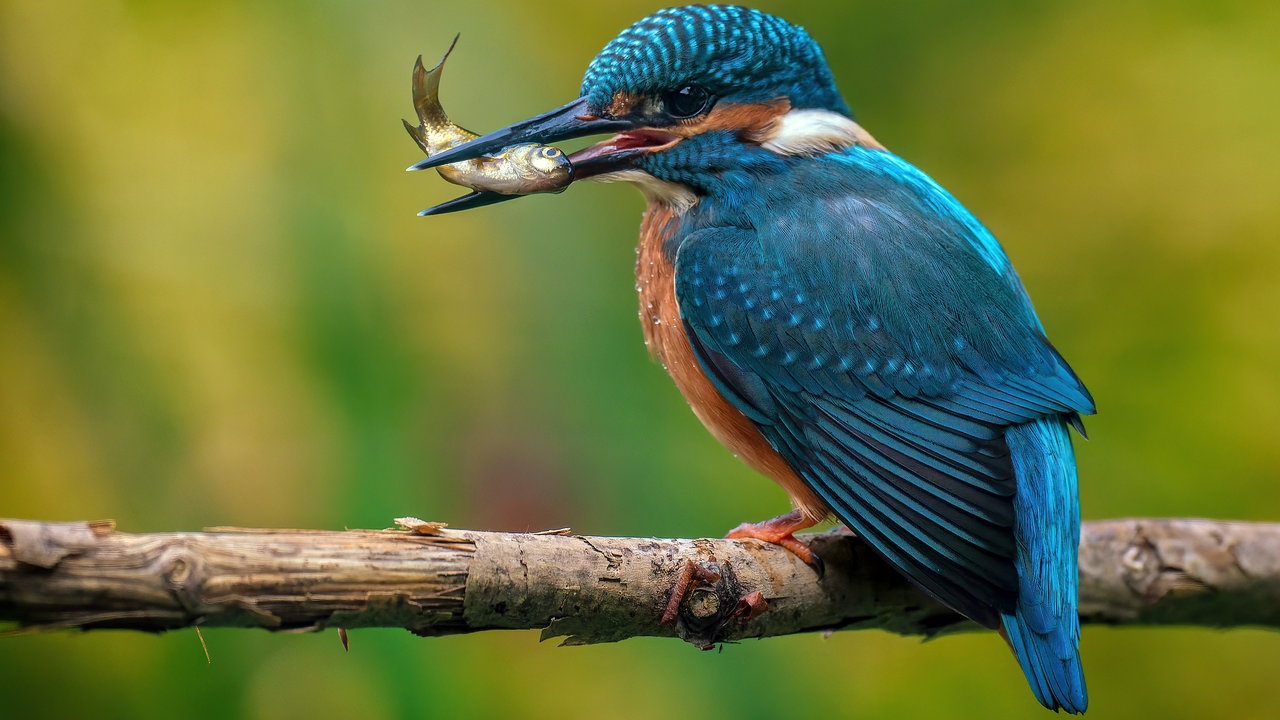 Ein blauer kleiner Vogel auf einem Ast, der ein kleinen Fisch im Schnabel hat.