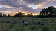 Schafe auf einer Weide mit einem Sonnenuntergang Hintergrund