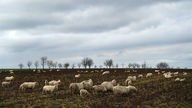 Eine Schafsherde steht auf einem Acker, im Hintergrund vereinzelt Bäume, der Himmel ist bewölkt und grau