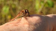 EIne kleine Libelle macht erschöpft eine Rast auf der Hand von Burkhard Lüning