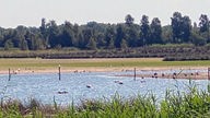 Flamingos am Rande des Zwillbrocker Venns.
