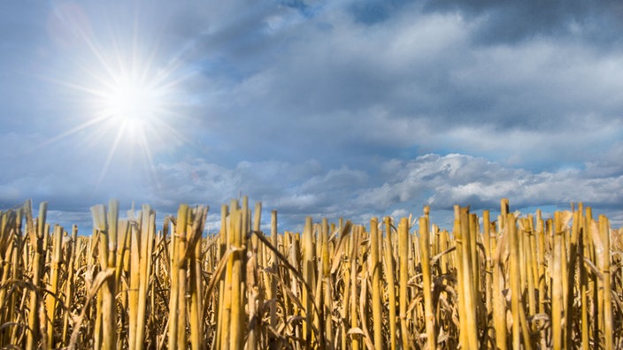 Sonne und Wolkenhimmel, Feld