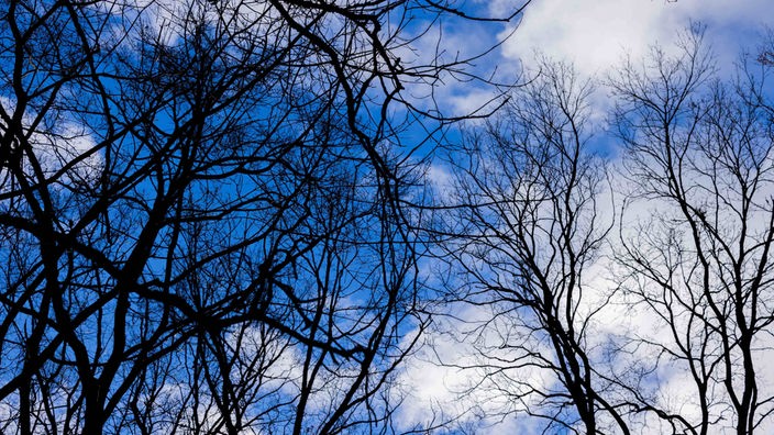 Blauer Himmel und Wolken sind hinter kahlen Bäumen zu sehen.