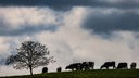 Kühe grasen auf einem Feld. Am Himmel ist eine Mischung aus hellen und dunklen Wolken zu sehen.