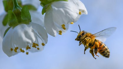 Honigbiene an einer Blüte vor blauem Himmel