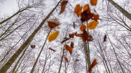 Herbstlaub fällt von Bäumen