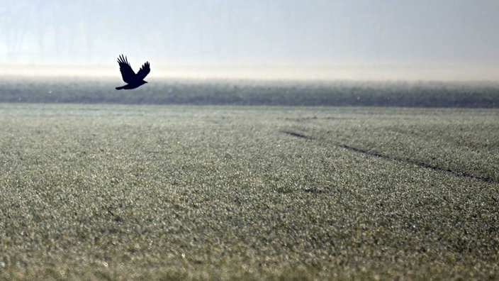 Ein Vogel fliegt über ein Feld 