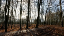 Nordrhein-Westfalen, Warendorf: Die Sonne scheint durch Bäume an einem mit braunen Blättern übersäten Waldweg