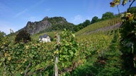 Schon leicht gelb färben sich die Blätter an den Weinbergen von Röhndorf